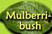 Mulberribush