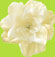 No Slippy Hair Clippy Cream Makenzie Rhinestone and Beads Passion Flower