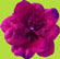 No Slippy Hair Clippy Hot Pink Makenzie Rhinestone and Bead Passion Flower Alligator Hair Clip