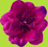 No Slippy Hair Clippy Hot Pink Makenzie Rhinestone and Bead Passion Flower Alligator Hair Clip