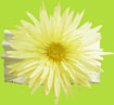 No Slippy Hair Clippy Large Spider Daisy on Organic Cotton Headwrap 