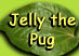 Jelly the Pug