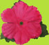 i-play pretty flower hairclip