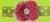 Green Polka Dot w/Pink Floweer Hair Clip