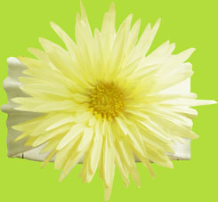 No Slippy Hair Clippy Organic Headband w/Large Spider Daisy